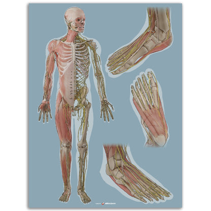Keho ja jalkaterä x3 | Lihakset, luusto ja hermosto | Sininen | Juliste