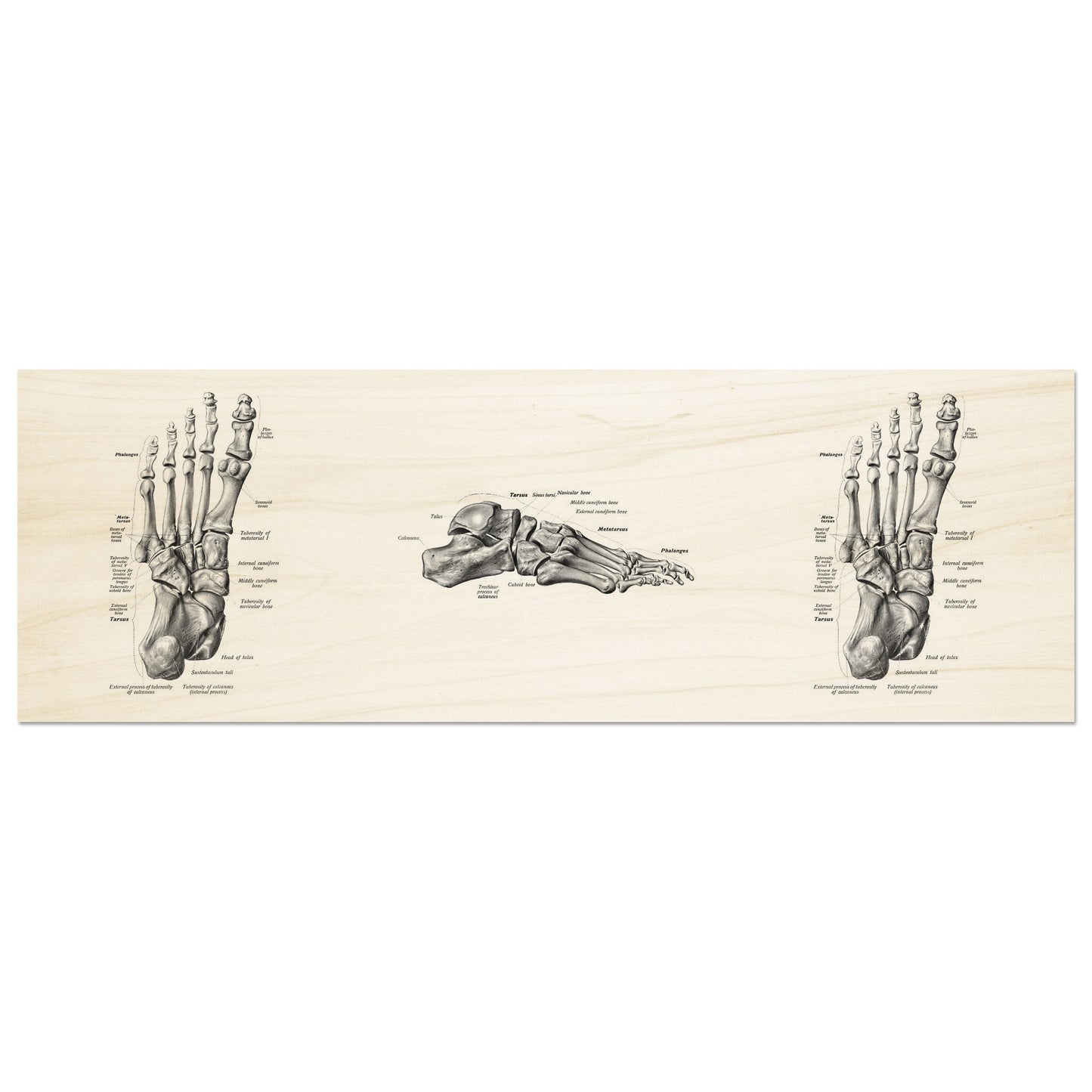 Jalkaterä, räätälöitävä | Anatomia | Vintage | 3-in-1 | Puutaulu