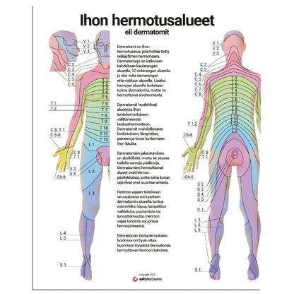Ihon hermotusalueet, dermatomit v2 | Anatomia | Julistetaulu
