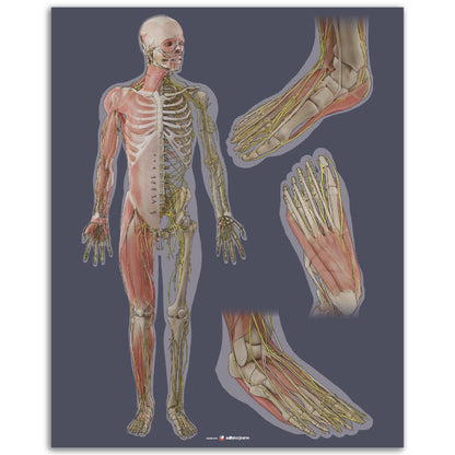 Keho ja jalkaterä x3 | Lihakset, luusto ja hermosto | Tumma harmaa | Juliste
