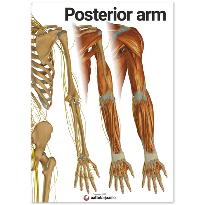 Posterior arm | 3-in-1 | Poster