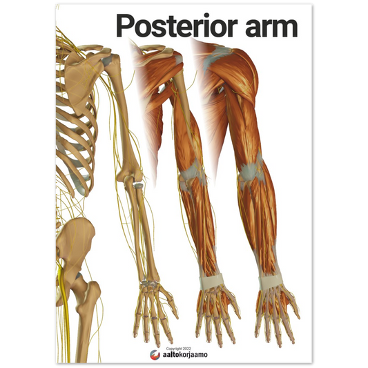 Posterior arm | 3-in-1 | Poster