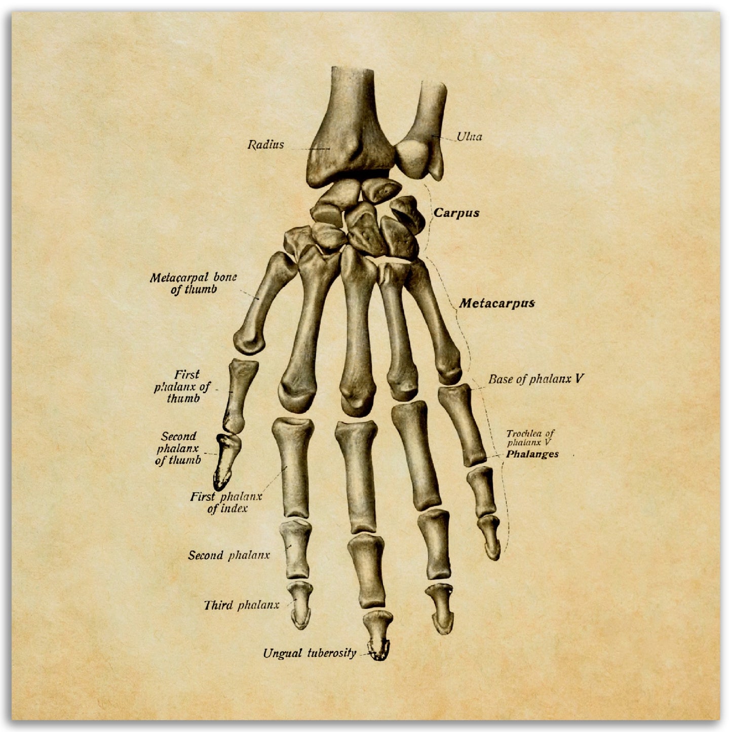 Kämmenen luut, pergamentti | Luusto | Vintage | Anatomia | Julistetaulu