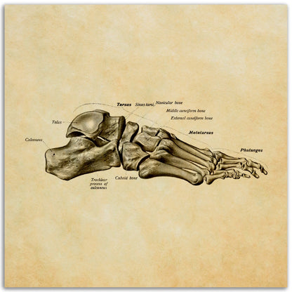 Jalkaterä sivulta, pergamentti | Luusto | Vintage | Anatomia | Juliste