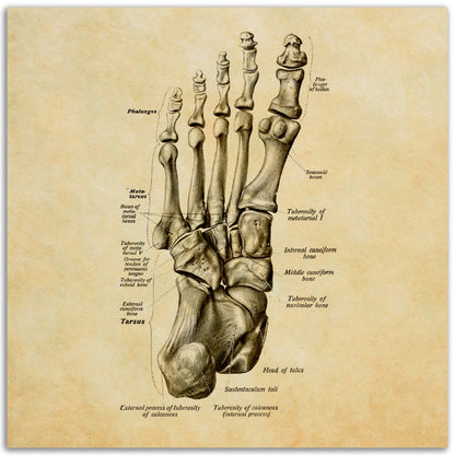 Jalkaterä alta, pergamentti | Luusto | Vintage | Anatomia | Juliste