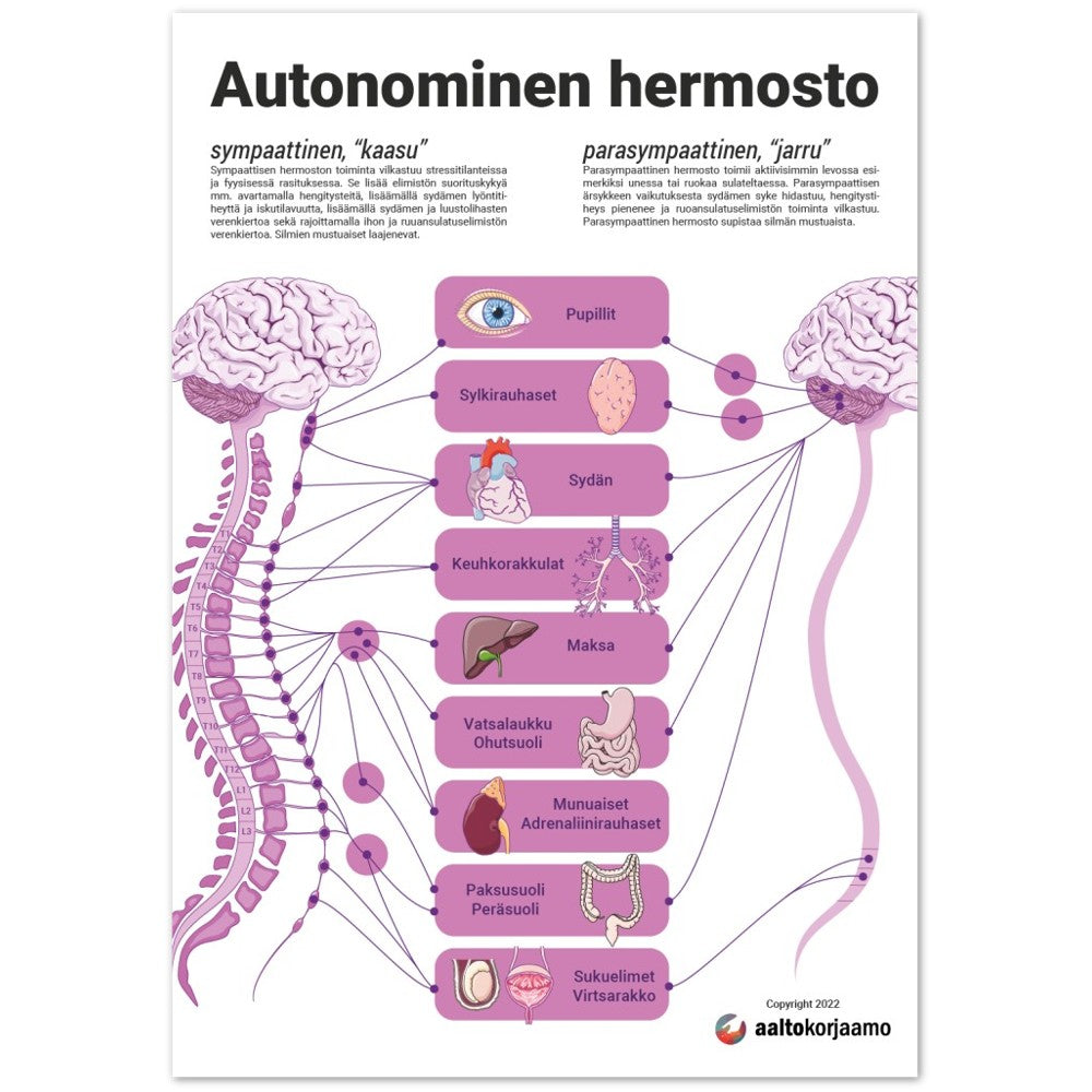 Autonominen hermosto | Anatomia | Juliste