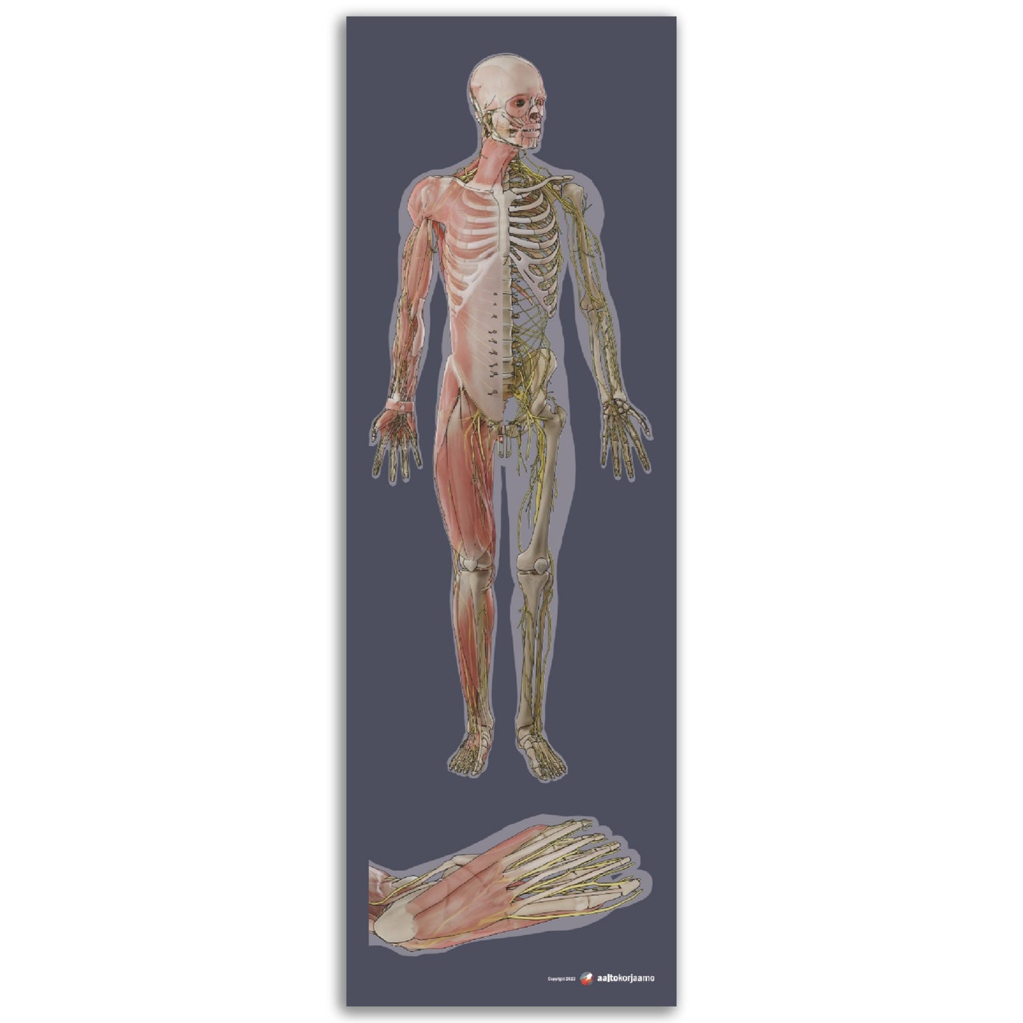 Keho edestä ja jalkaterä alta | Luusto, hermosto ja lihakset | Tumma harmaa | Anatomia | Julistetaulu