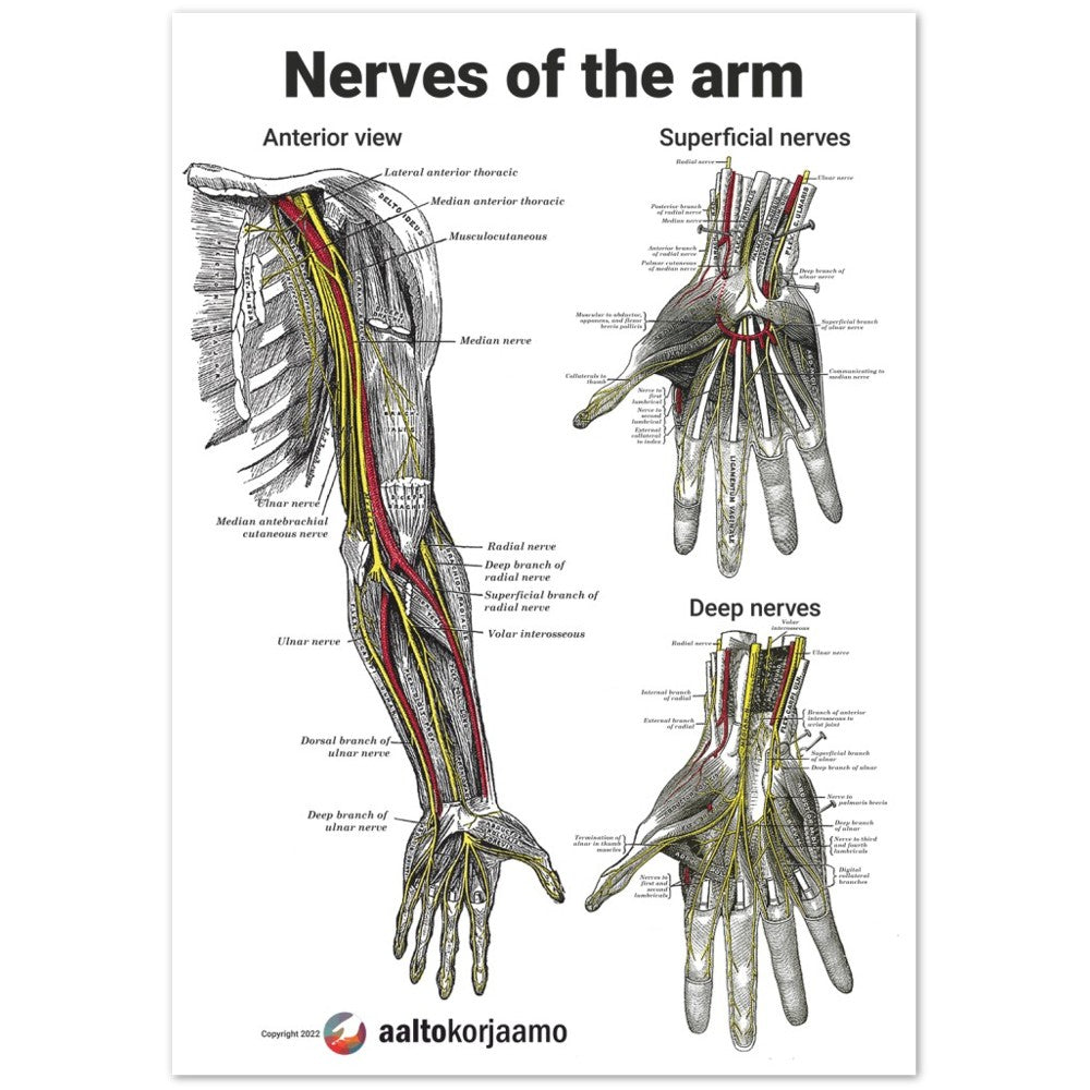 Nerves of the arm | Poster
