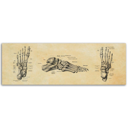 Jalkaterä, pergamentti | Luusto | Vintage | Anatomia | Julistetaulu