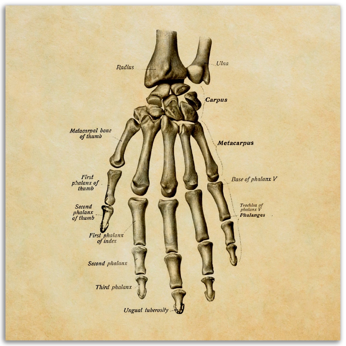 Kämmenen luut, pergamentti | Luusto | Vintage | Anatomia | Juliste