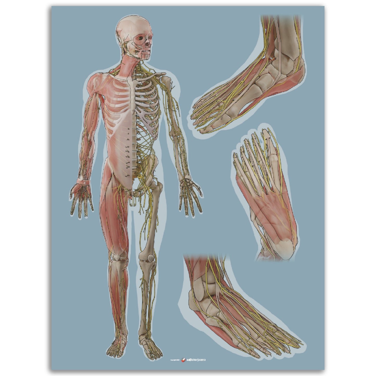 Keho ja jalkaterä x3 | Lihakset, luusto ja hermosto | Sininen | Juliste