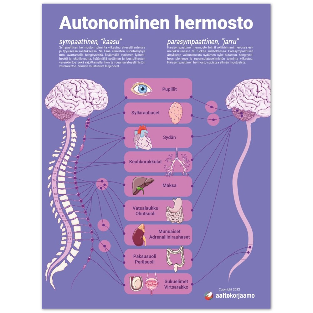 Autonominen hermosto | Tumma | Anatomia | Juliste