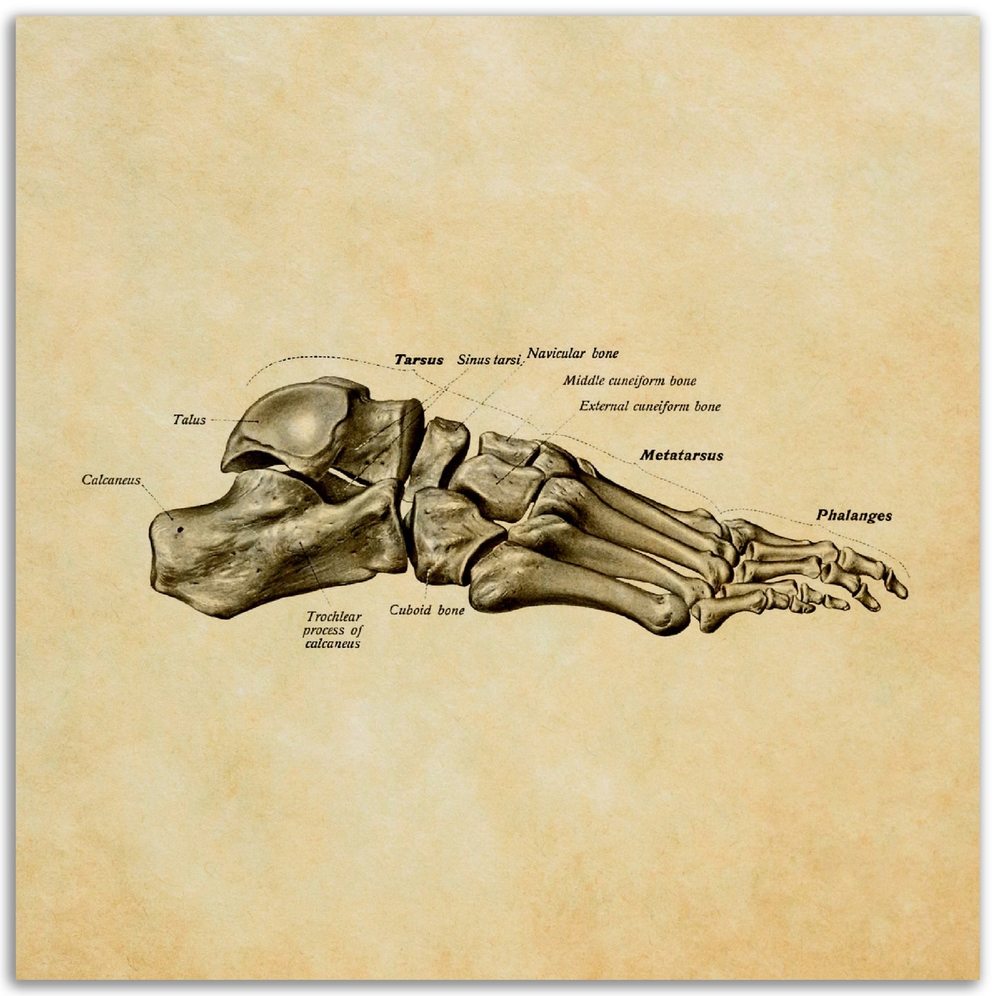 Jalkaterä sivulta, pergamentti | Luusto | Vintage | Anatomia | Julistetaulu