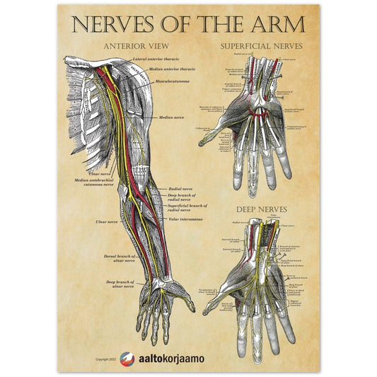 Nerves of the arm | Wannabe-vintage | Poster