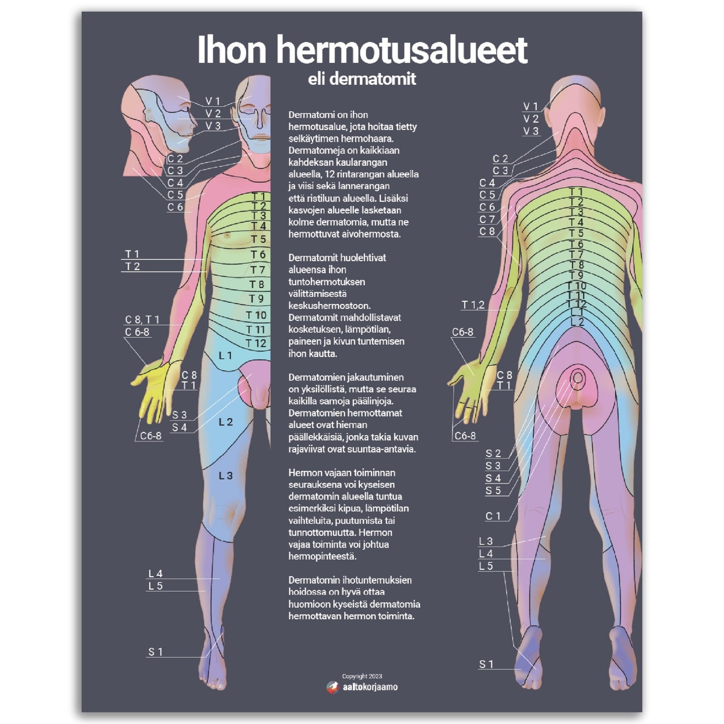 Ihon hermotusalueet, dermatomit V2 | Tumma | Anatomia | Juliste