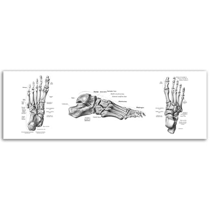 Jalkaterä | Luusto | Vintage | Anatomia | Julistetaulu