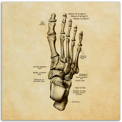 Jalkaterä päältä, pergamentti | Luusto | Vintage | Anatomia | Juliste