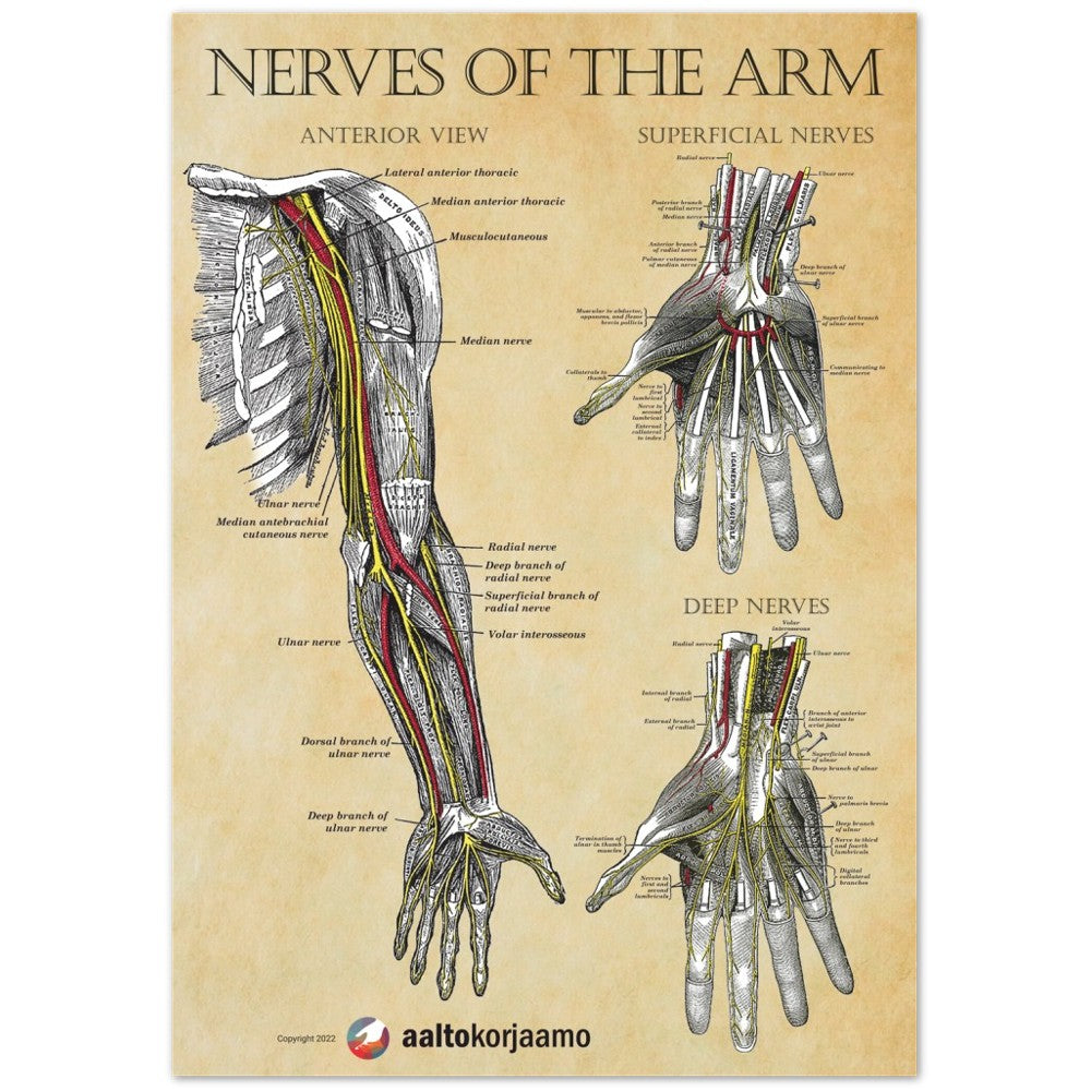 Nerves of the arm | Wannabe-vintage | Poster