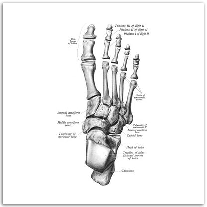 Jalkaterä päältä | Luusto | Vintage | Anatomia | Juliste