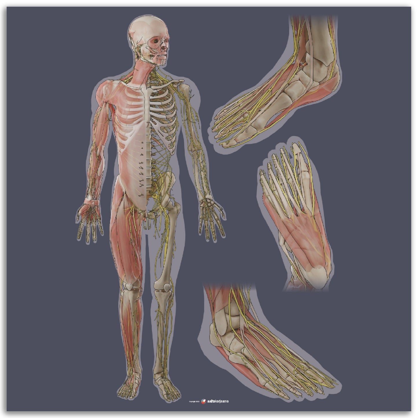 Keho ja jalkaterä x3 | Lihakset, luusto ja hermosto | Tumma harmaa | Juliste