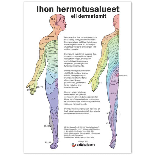 Ihon hermotusalueet, dermatomit | Anatomia | Juliste