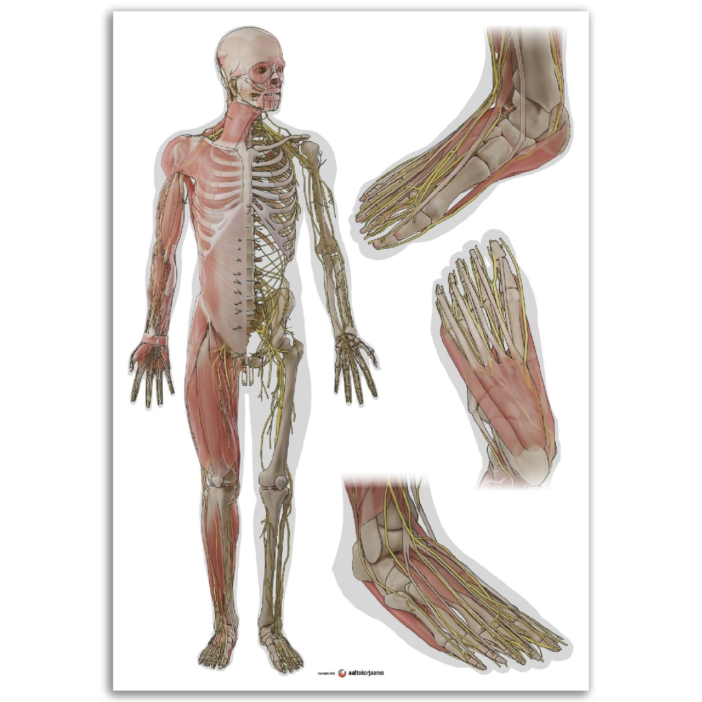 Keho ja jalkaterä x3 | Lihakset, luusto ja hermosto | Valkoinen | Juliste