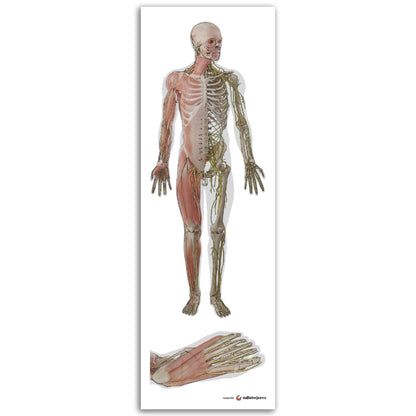 Keho edestä ja jalkaterä alta - luusto, hermosto ja lihakset | Valkoinen | Anatomia | Julistetaulu