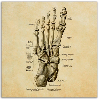 Jalkaterä alta, pergamentti | Luusto | Vintage | Anatomia | Julistetaulu