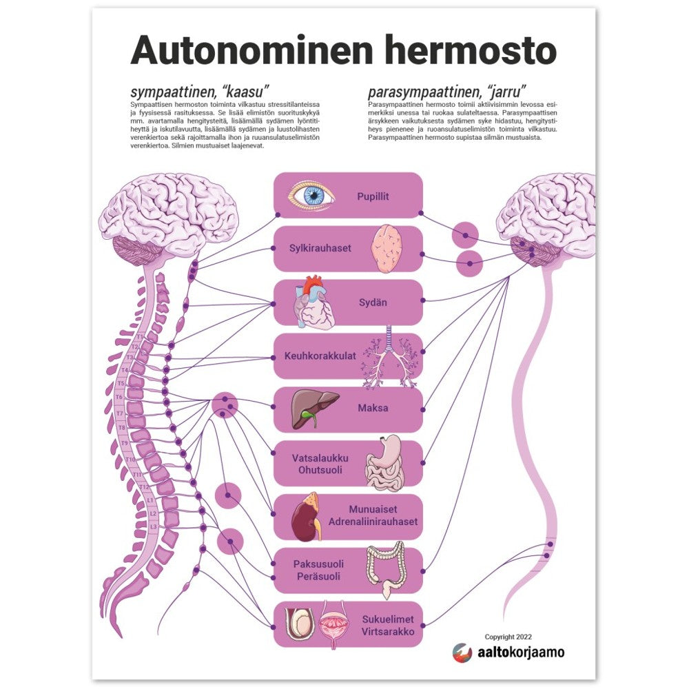 Autonominen hermosto | Anatomia | Juliste