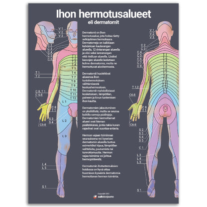Ihon hermotusalueet, dermatomit V2 | Tumma | Anatomia | Juliste