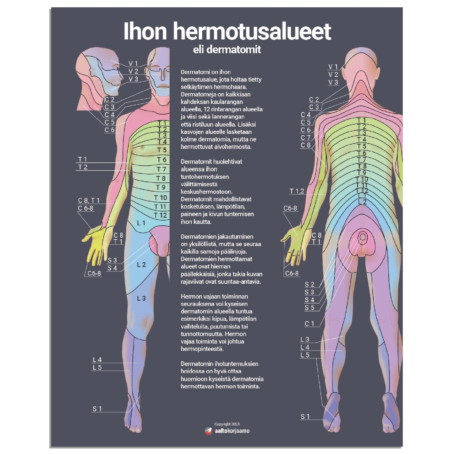 Ihon hermotusalueet, dermatomit v2 | Tumma | Anatomia | Julistetaulu