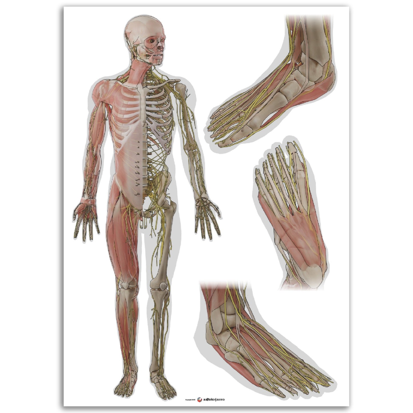 Keho ja jalkaterä x3 | Lihakset, luusto ja hermosto | Valkoinen | Juliste