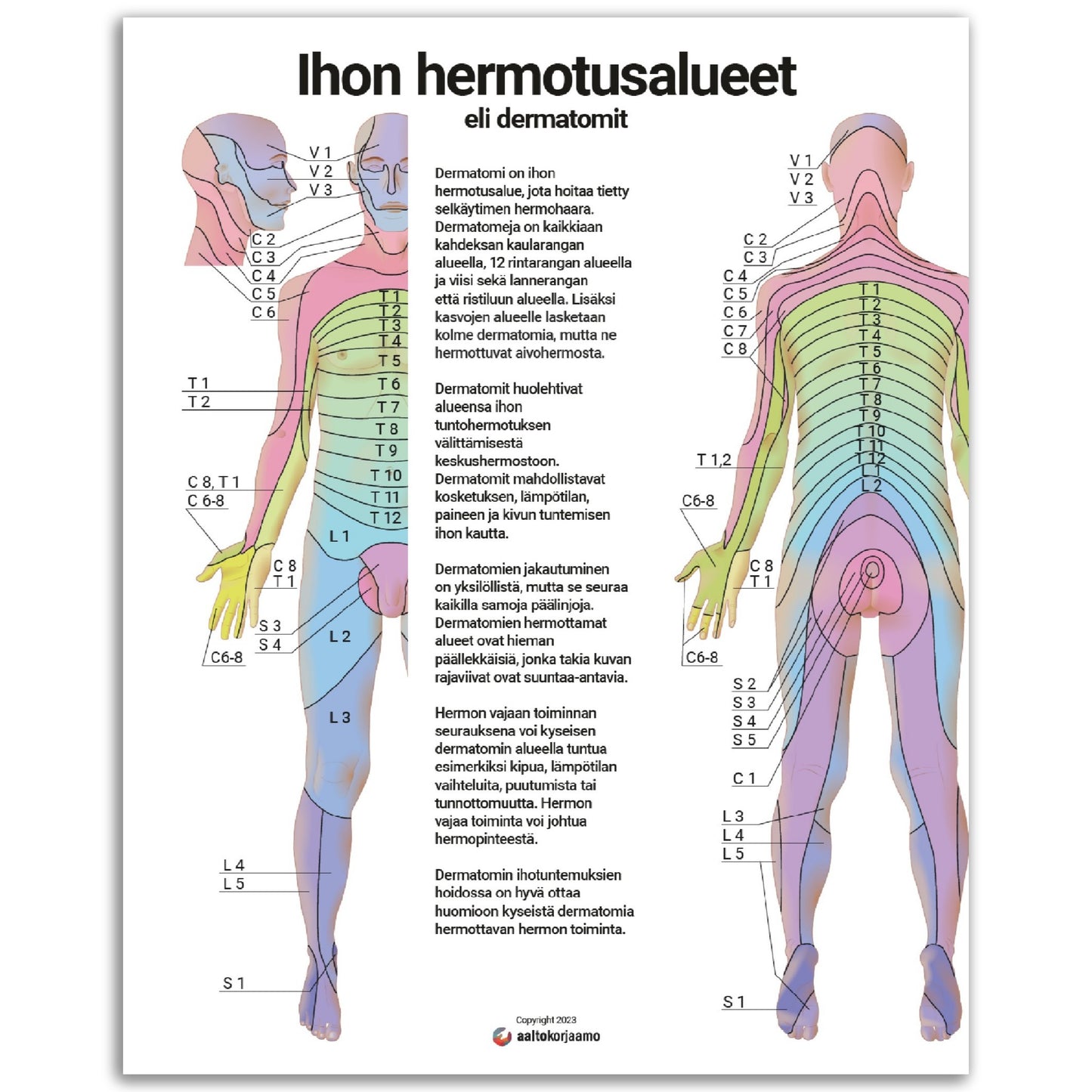 Ihon hermotusalueet, dermatomit V2 | Anatomia | Juliste