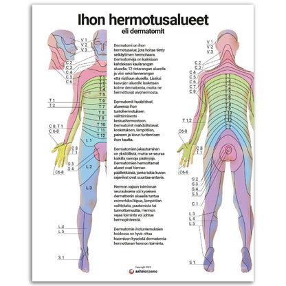 Ihon hermotusalueet, dermatomit V2 | Anatomia | Juliste
