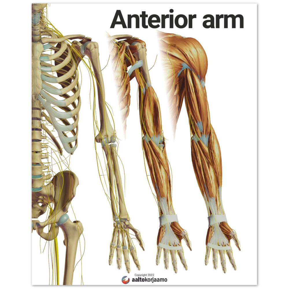 Anterior arm | 3-in-1 | Poster