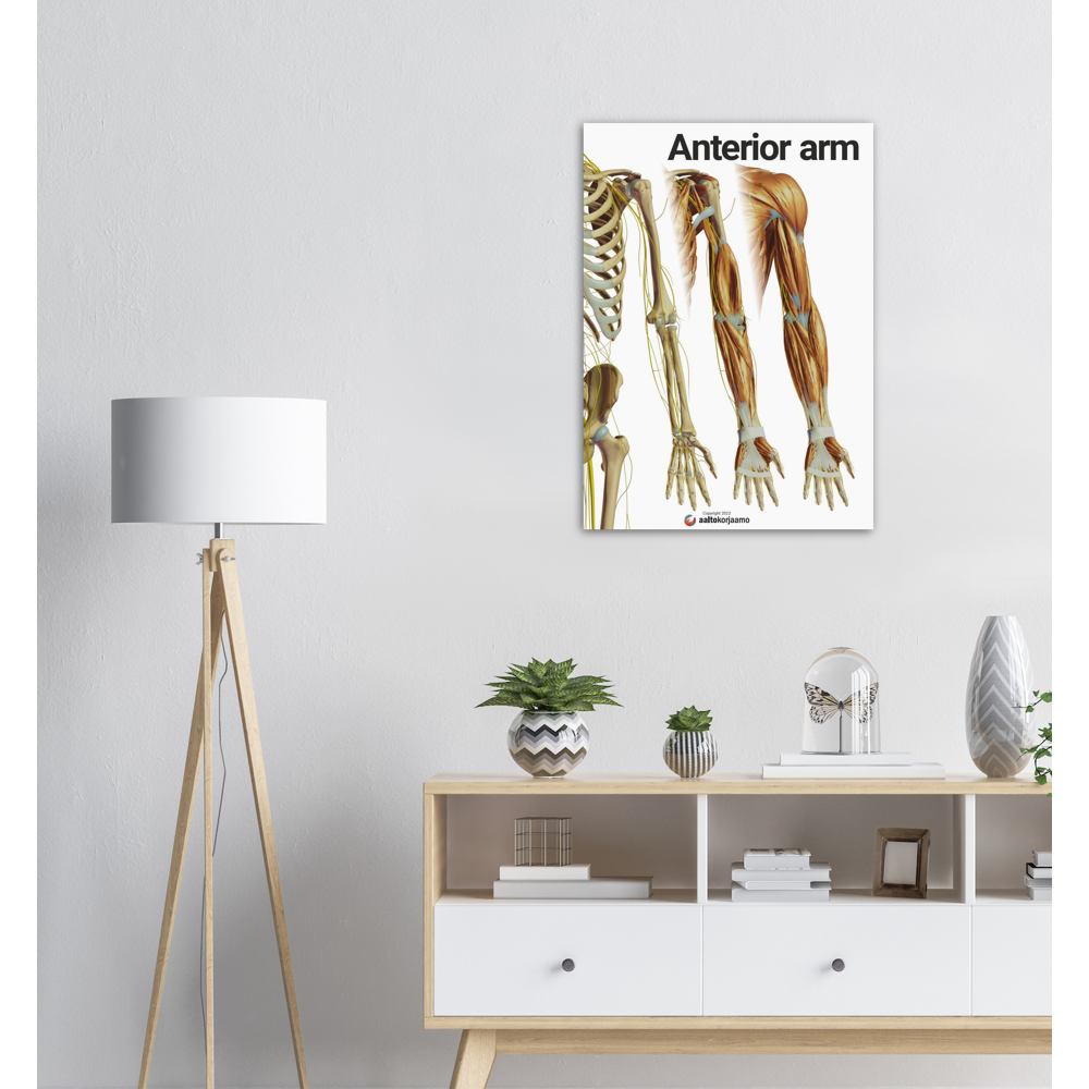 Anterior arm | 3-in-1 | Poster